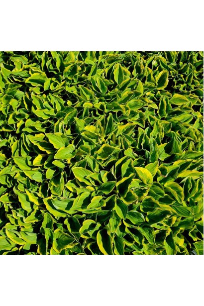 Хоста гібридна Кантрі Маус - 3л/вис.20-25см/Ø40-60см